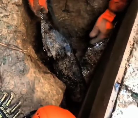 Corpo de Bombeiros resgata cachorro preso entre muro e barranco após operação de duas horas em Niterói