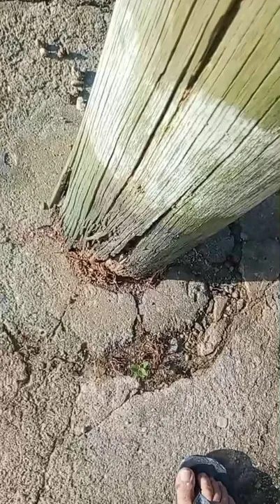 Poste apodrecido ameaça cair há um mês e assusta moradores no Pacheco, em São Gonçalo